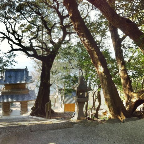 Iyo