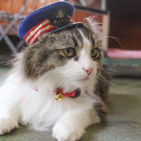 Cats in Japan