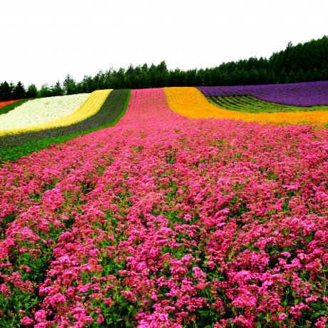 Furano