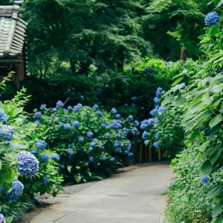 Kamakura