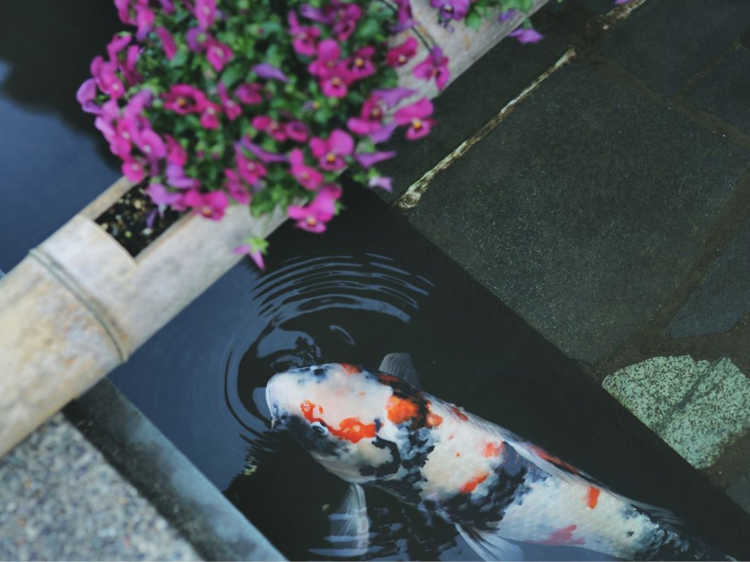 Koi swimming in clear waters