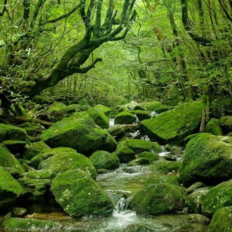 Yakushima