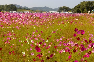 Toyoura Cosmos Festival