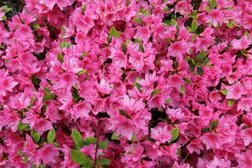 Komuroyama Park Azalea Viewing Party