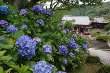 Hydrangea Season at Yatadera Temple