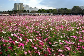 Asakura Kirin Beer Park Cosmos Festival