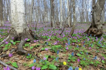 Dogtooth Violets at Totsushozan