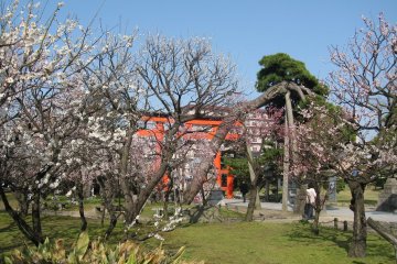 Plum Blossom Season at Hakusan Park