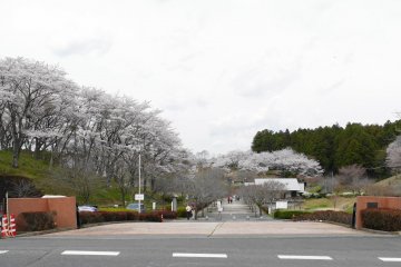 Shizumine Furusato Park Sakura Festival