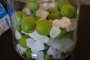 Otaru Umeshu Festival