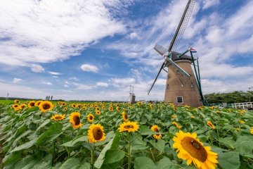 Windmill Sunflower Garden