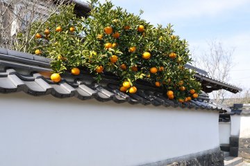Hagi Summer Citrus Festival