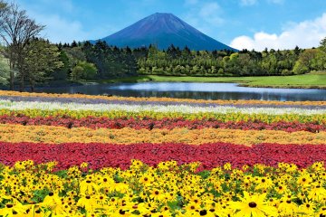 Rainbow Flower Festival