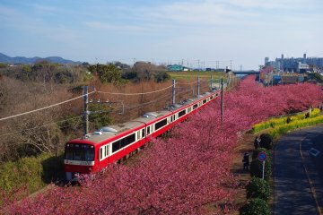 Miura Kaigan Cherry Blossom Festival