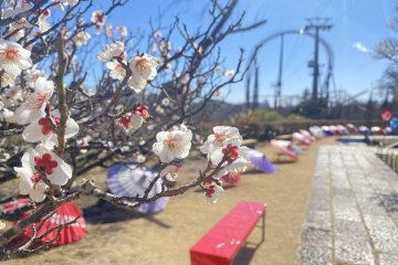 Hana Biyori Plum Festival