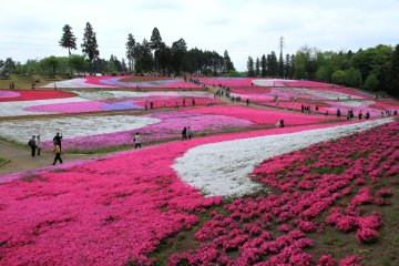 Chichibu Shibazakura Festival