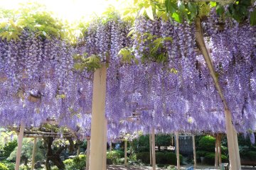 Kanahebisui Shrine Flower Festival