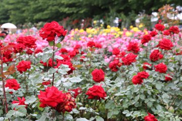 Yono Park Rose Festival