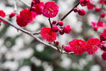 Taura Plum Grove Festival