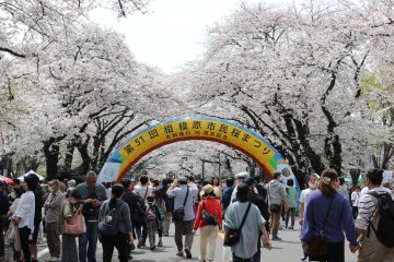 Sagamihara Cherry Blossom Festival