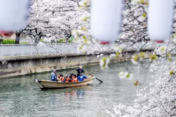 Oedo Fukagawa Cherry Blossom Festival