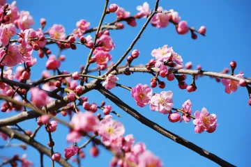Tagami Plum Blossom Festival