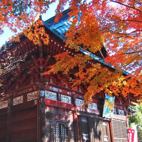 Autumn in Japan