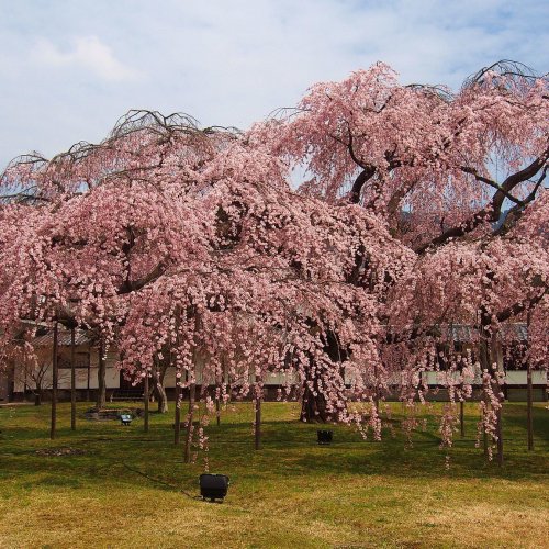 Weeping Cherry