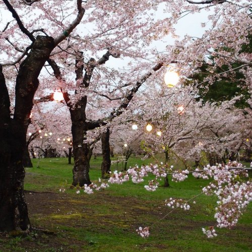 Goryokaku Park