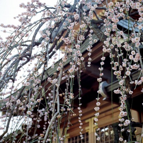Plum blossoms