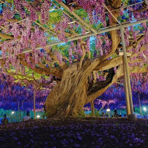Wisteria